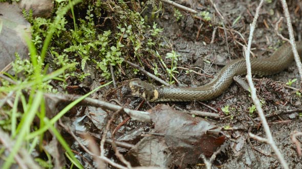 Grass Snake