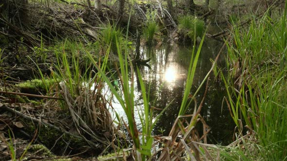 Sun Reflection in the Forest Pond