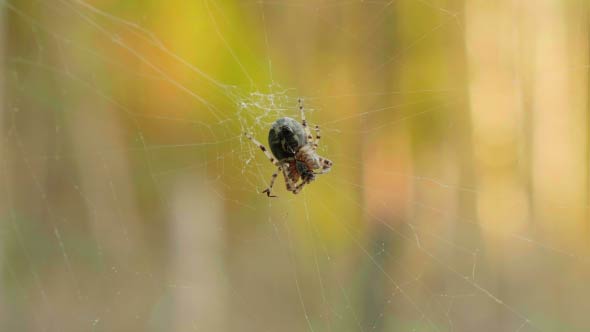 Spider on the Web 