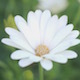 Daisy Flower - VideoHive Item for Sale