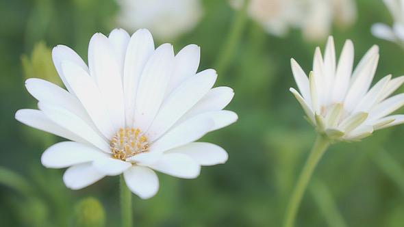 Daisy Flower