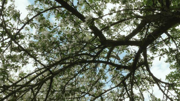 Branches of Apple Tree