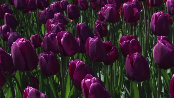 Field Of  Purple  Tulips Blooming