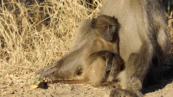 Baby Chacma Baboon With Mother - Kruger National Park