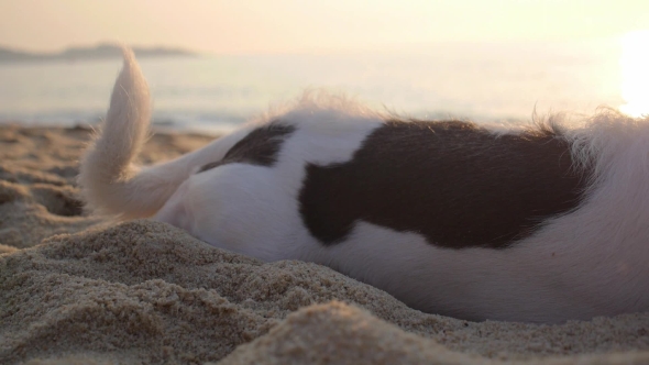  On Pet Dog Resting On a Beach By Sea At Sunset