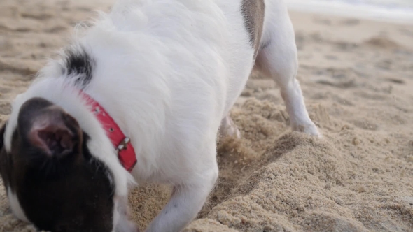 Dog Digging a Hole In Sand At Beach In Summer Holiday