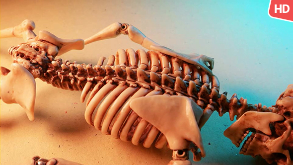 Human Skeleton 0180