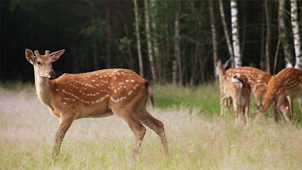 A Herd of Spotted Deer Grazing