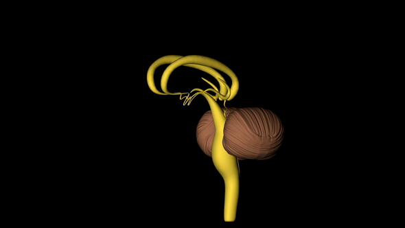 Cerebellum, Amygdala and Medulla Oblongata of Human Body