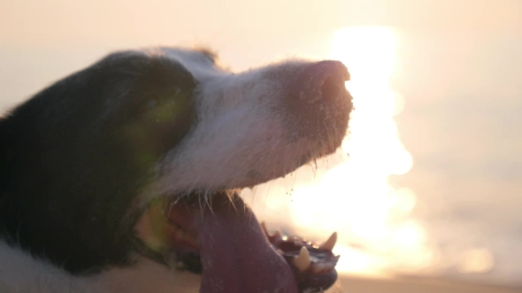 Dog Snout  At Sunset By The Sea