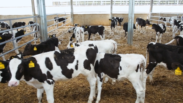 Young Calves On The Farm