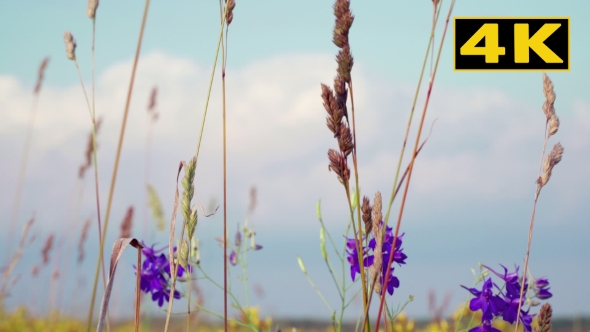 Wildflowers and Plants