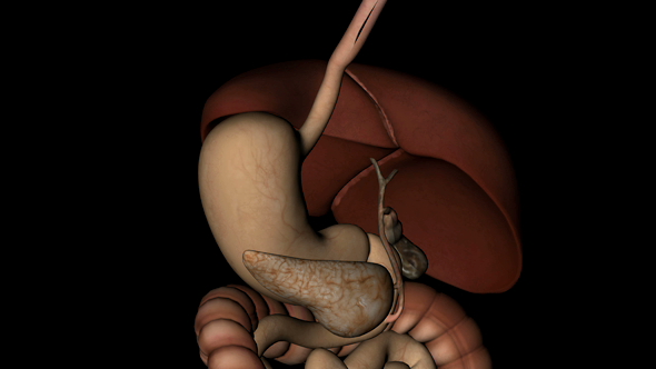 Liver Pancreas Stomach and Intestine of Human Body