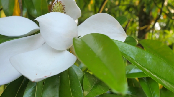 White Flower Of Ficus Elastica Tree