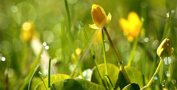 Spring Flowers