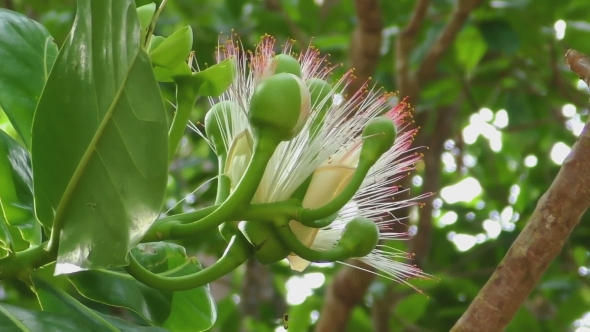 Flower Of Fish Poison Tree