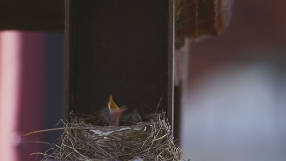 Female Fieldfare On The Nest