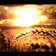 Wheat Field - VideoHive Item for Sale