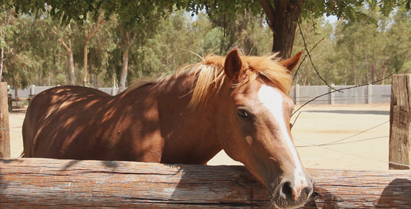 Brown Horse