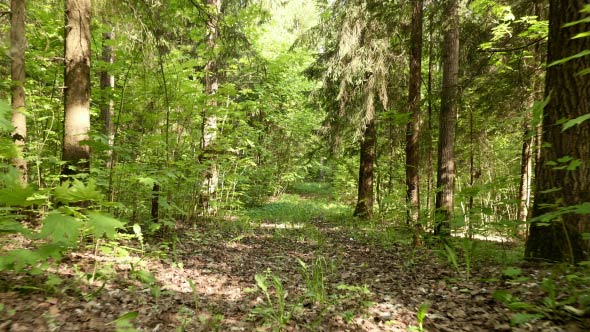 Flying in the Forest 