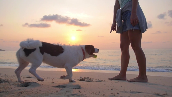 Obedient Dog Follows The Order Of Owner. Girl And Dog On Beach