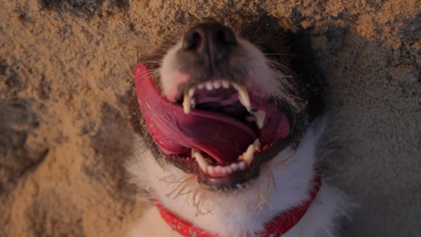 Dog Lying On Sand With Open Mouth 