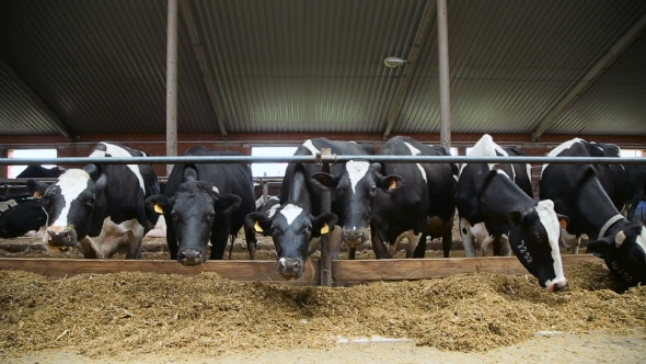 Breeding Dairy Cows On a Cattle Farm