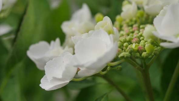 Flowers White Hydrangeas In The Garden