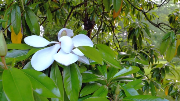 White Flower of Ficus Elastica Tree