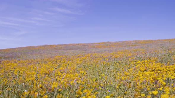 Overview of the Yellow Poppies. The Antelope Valley Poppy Reserve in Lancaster, California. Panning