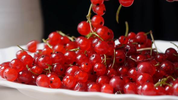 Putting Red Currant On The White Plate