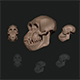 chimpanzee skull - 3DOcean Item for Sale