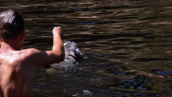 Dog Swimming in the River. Slow Motion