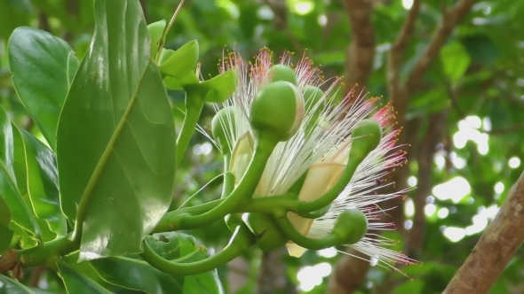 Flower Of Fish Poison Tree