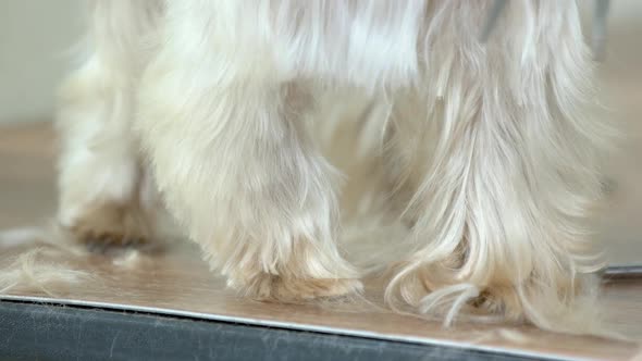 Dog Grooming Close Up Scissors