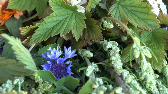 Medicinal Herbs