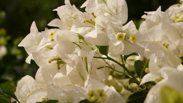 White Bougaville Flower
