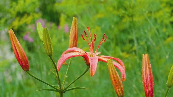 Red Lily Flower After Rain