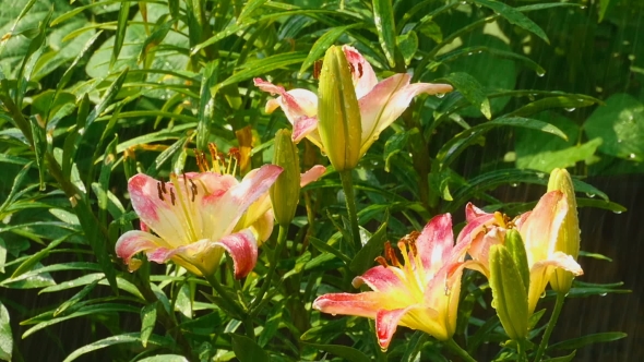 Yellow-pink Lily Flower After Rain