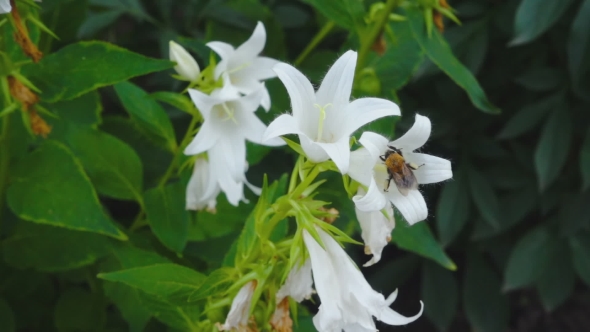Bumblebee On Campanula Flower