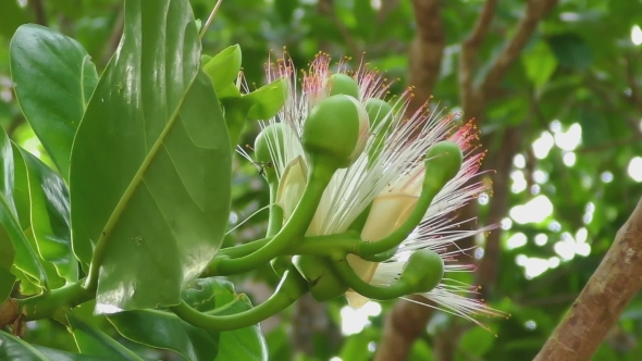 Flower Of Fish Poison Tree