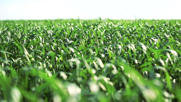 Green Spring Wheat Field Moving With Wind On Sky Background 