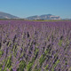 Lavender Field #1 - VideoHive Item for Sale