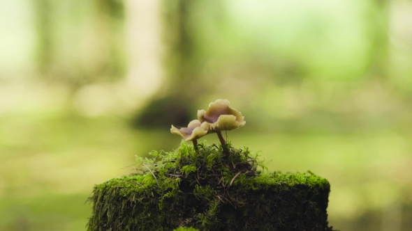 Mushrooms In The Forest On The Stump