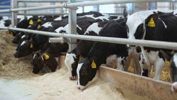 Cows on the Farm During Feeding