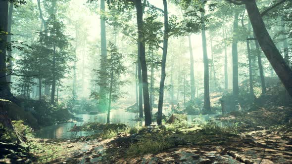 Forest with Pond and Mist with Sunrays