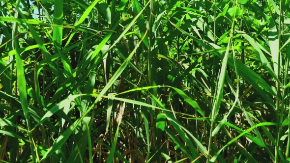 Green Reed With Beautiful Leaves On The Open Air.