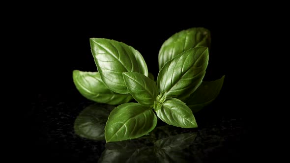 Close up shot of hand picking up fresh herb basil in slow motion in professional studio