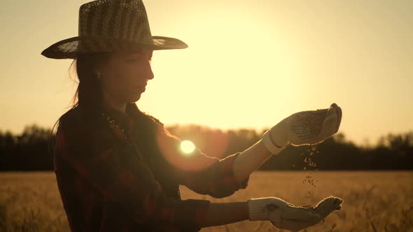 Woman Farmer in Hat Pours Wheat From Hand To Hand on the Background of a Wheat Field. Combine