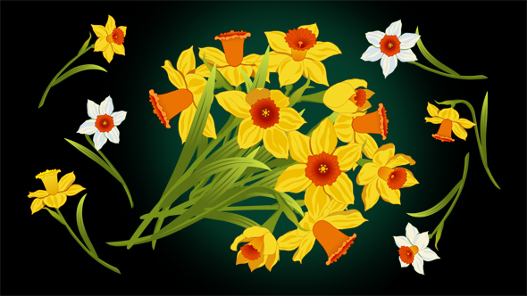 Flowers Narcissus  Bouquet 